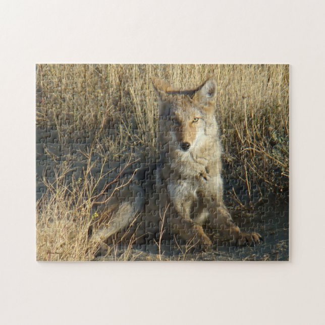 R15 Coyote Liggande Pussel (Horisontell)