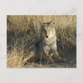R15 Coyote Liggande Vykort