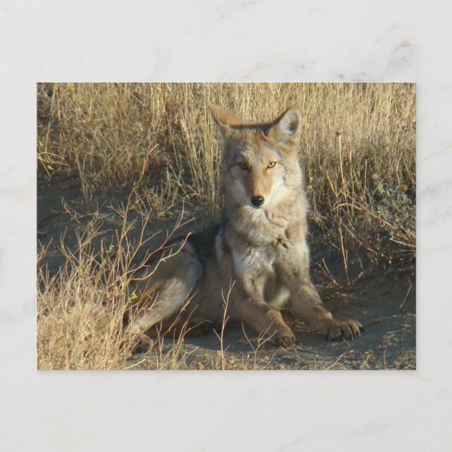 R15 Coyote Liggande Vykort (Framsida)
