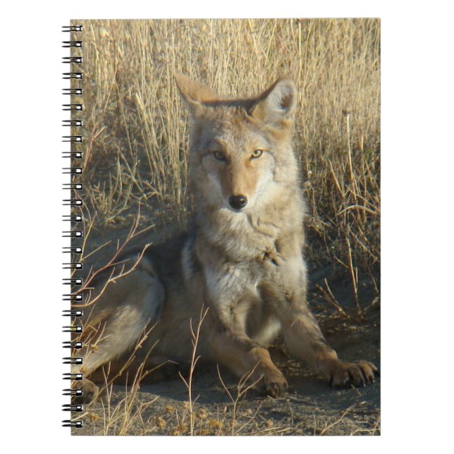 R15 Coyote Loutning Anteckningsbok (Framsidan)