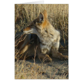 R16 Coyote Kradsår Hälsningskort