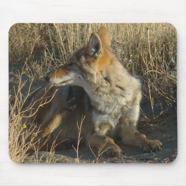 R16 Coyote Liggande Musmatta (Framsidan)