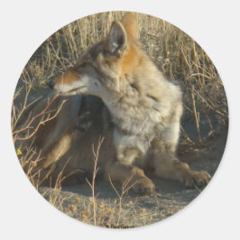 R16 Coyote Reper Runt Klistermärke