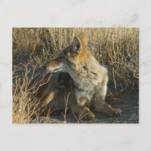 R16 Coyote Reper sig Vykort