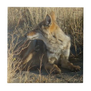 R16 Coyote Ritar Kakelplatta
