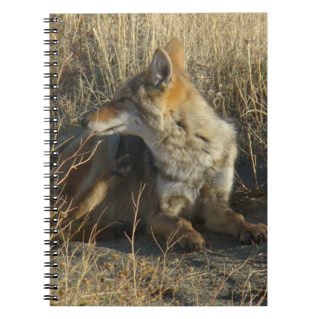 R16 Coyote Scratching Anteckningsbok (Framsidan)