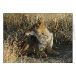 R16 Coyote Scratching Hälsningskort