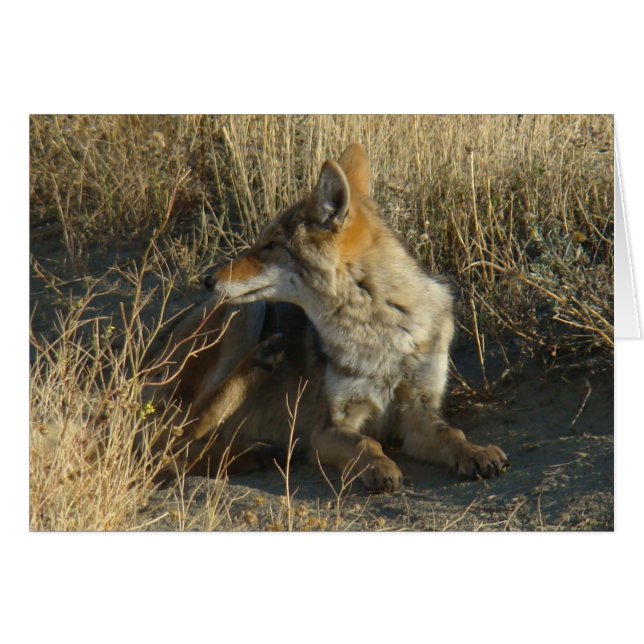 R16 Coyote Scratching Hälsningskort (Framsidan Horizontal)