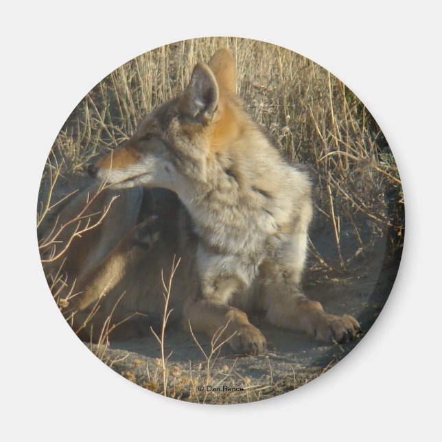 R16 Coyote Scratching Magnet (Framsidan)