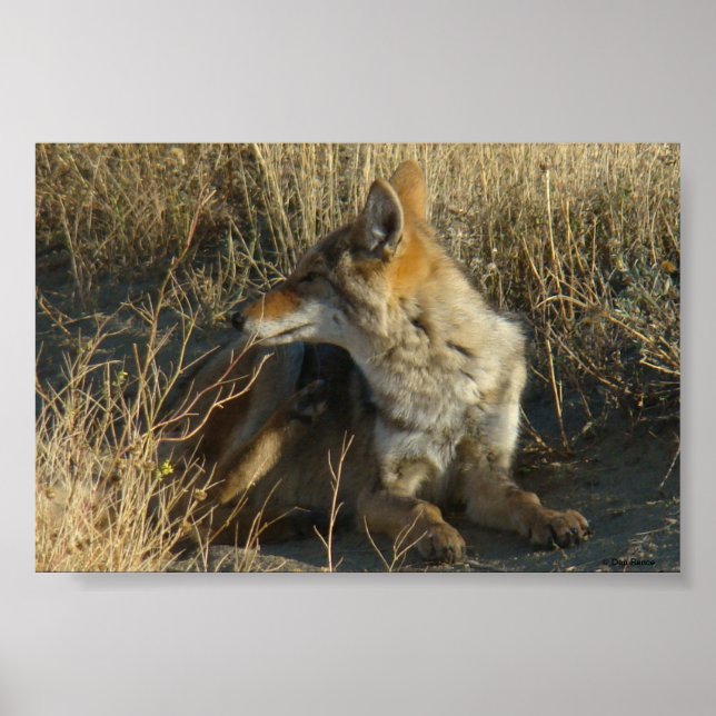 R16 Coyote Scratching Poster (Framsidan)
