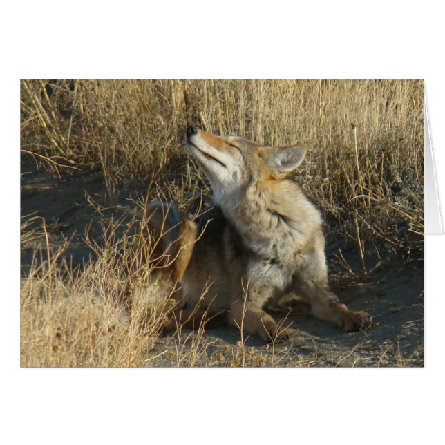 R17 Coyote Kradsår Hälsningskort (Framsidan Horizontal)