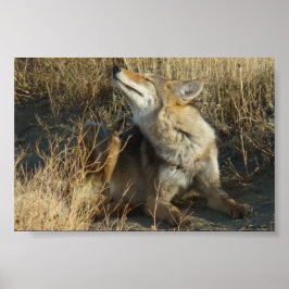 R17 Coyote Reper Poster