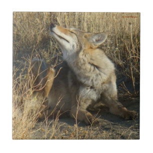 R17 Coyote Ritar Kakelplatta