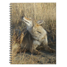 R17 Coyote Scratching Anteckningsbok