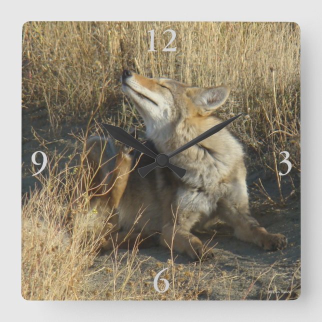 R17 Coyote Scratching Fyrkantig Klocka (Framsida)