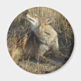 R17 Coyote Scratching Magnet