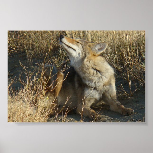 R17 Coyote Scratching Poster (Framsidan)