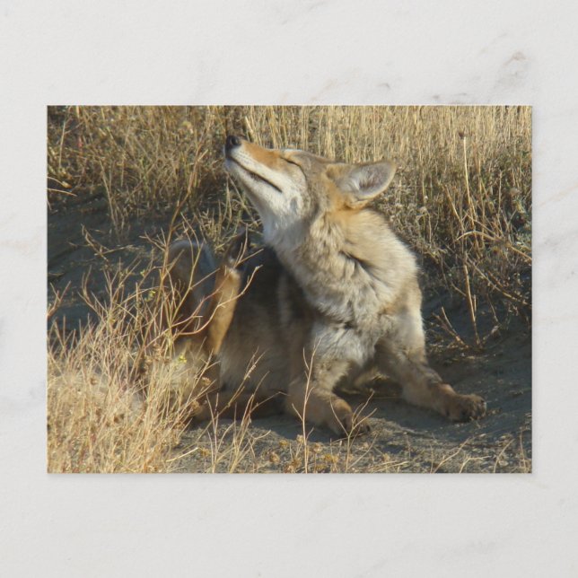 R17 Coyote Scratching Vykort (Framsida)