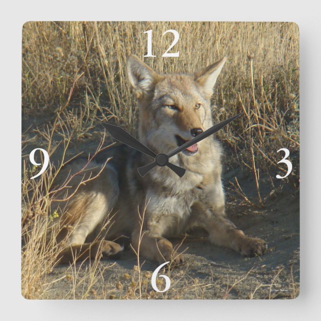 R18 Coyote Lay Fyrkantig Klocka (Framsida)