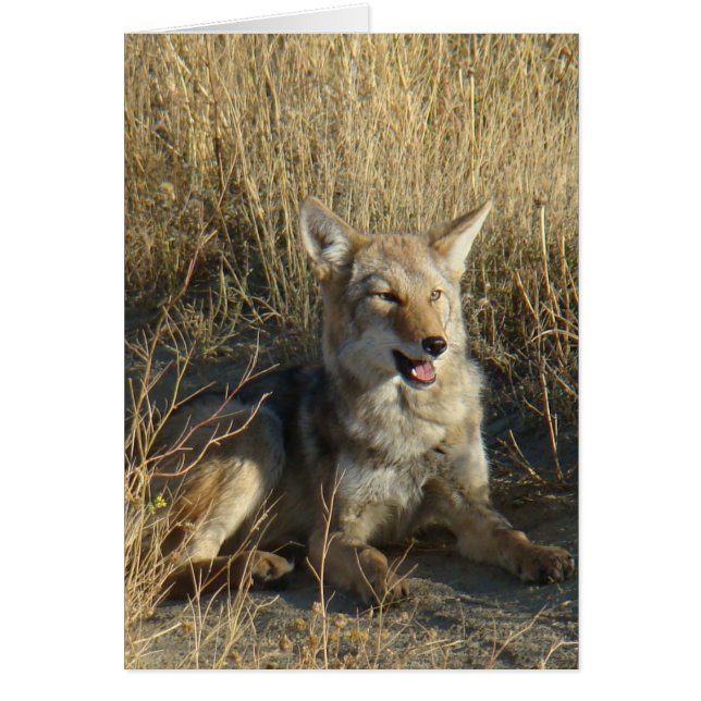R18 Coyote Lay Hälsningskort (Framsidan)