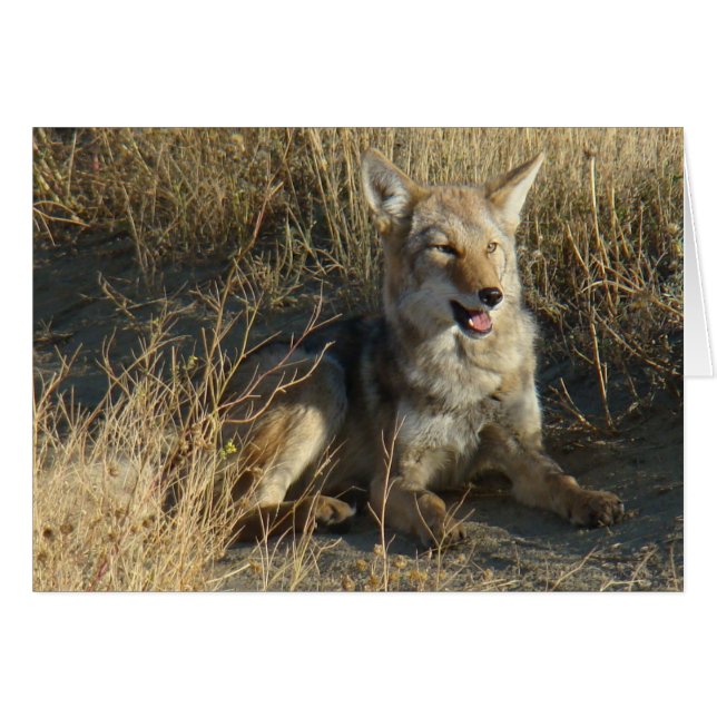R18 Coyote Lay Hälsningskort (Framsidan Horizontal)