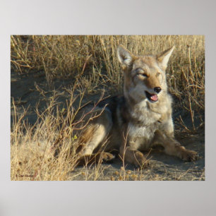 R18 Coyote Lay Poster
