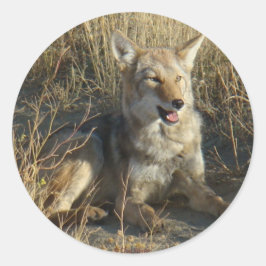 R18 Coyote Lay Runt Klistermärke