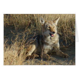R18 Coyote Liggande Hälsningskort
