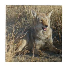 R18 Coyote Liggande Kakelplatta