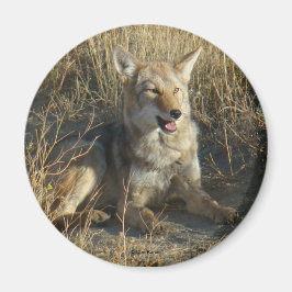 R18 Coyote Liggande Magnet