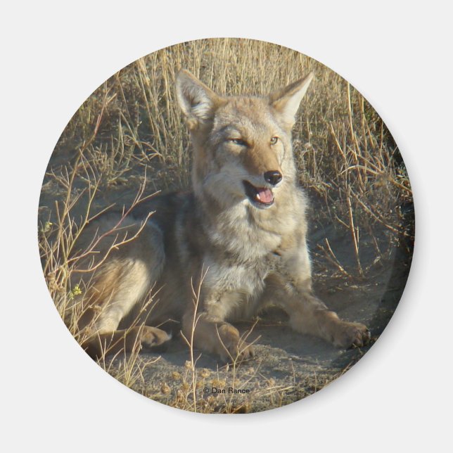 R18 Coyote Liggande Magnet (Framsidan)