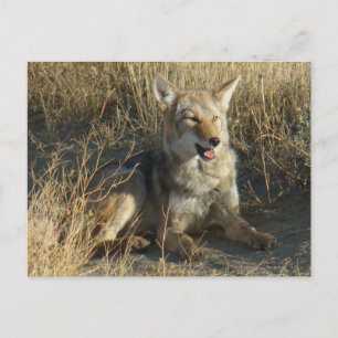 R18 Coyote Liggande Vykort