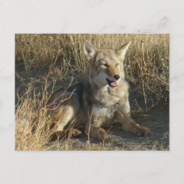 R18 Coyote Liggande Vykort