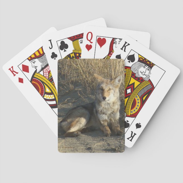 R19 Coyote Lay Casinokort (Baksidan)