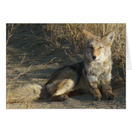 R19 Coyote Liggande Hälsningskort