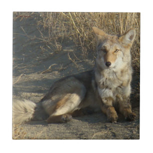 R19 Coyote Liggande Kakelplatta