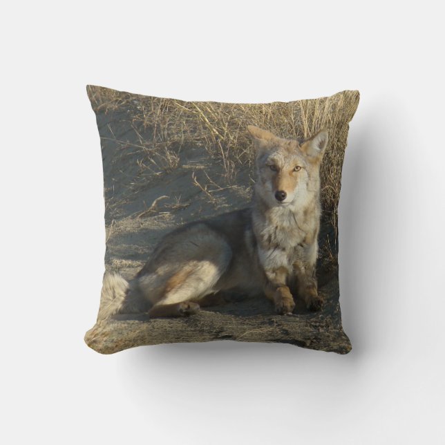 R19 Coyote Liggande Kudde (Framsida)