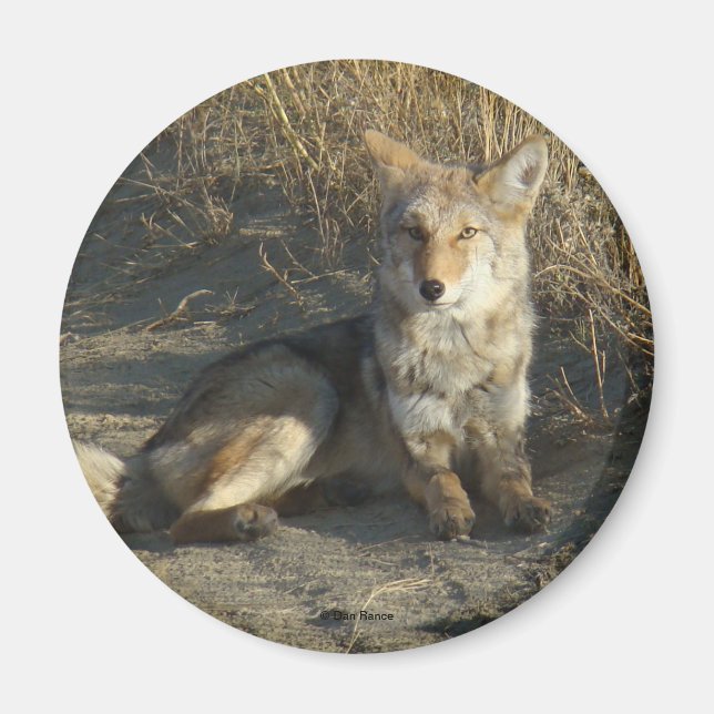 R19 Coyote Liggande Magnet (Framsidan)