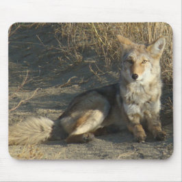 R19 Coyote Liggande Musmatta