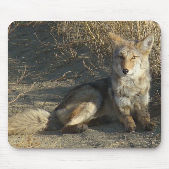 R19 Coyote Liggande Musmatta (Framsidan)