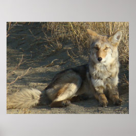 R19 Coyote Liggande Poster