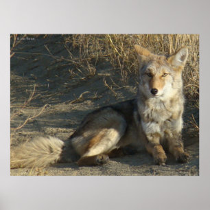 R19 Coyote Liggande Poster