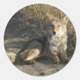 R19 Coyote Liggande Runt Klistermärke