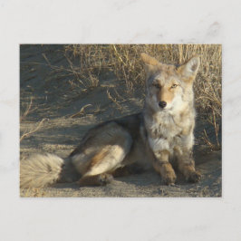 R19 Coyote Liggande Vykort