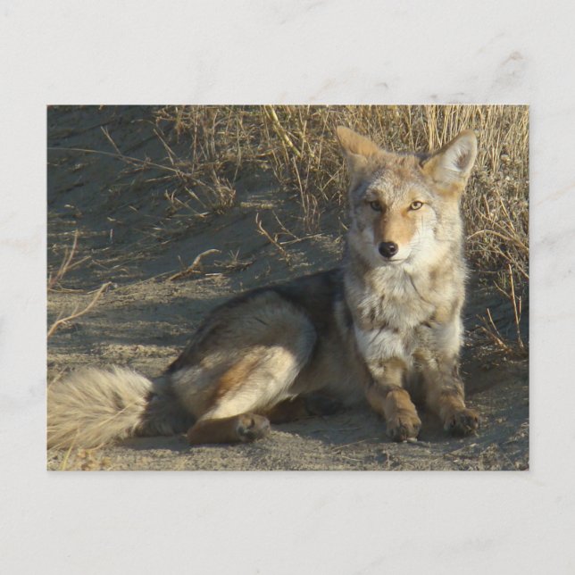 R19 Coyote Liggande Vykort (Framsida)