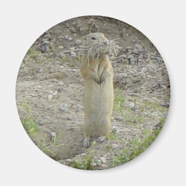 R1 Gopher Richardson's Ground Squirrel Magnet (Framsidan)