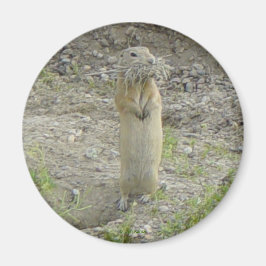 R1 Gopher Richardsons grundekorre Magnet