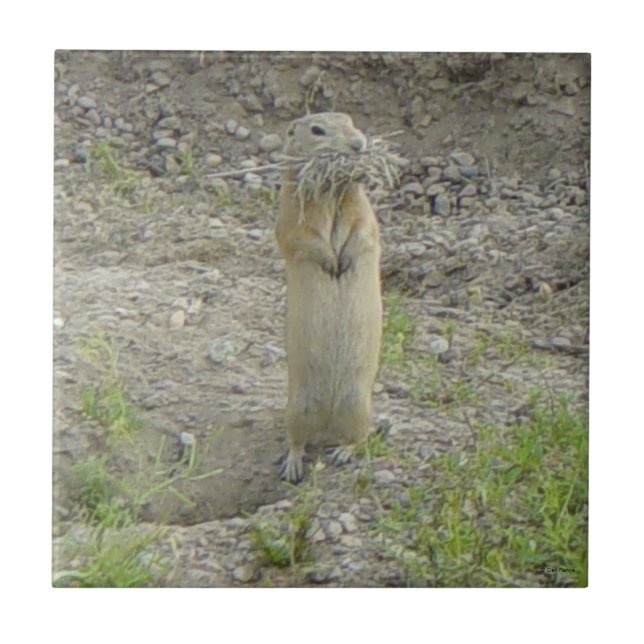 R1 Richardson's Ground Squirrel ’Gopher’ Kakelplatta (Framsidan)