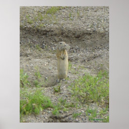 R1 Richardsons Ground Squirrel Poster