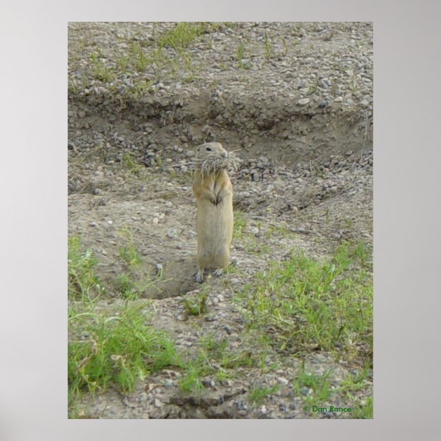 R1 Richardsons Ground Squirrel Poster (Framsidan)